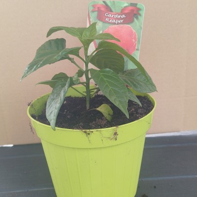 Pianta di peperoncino, vaso...