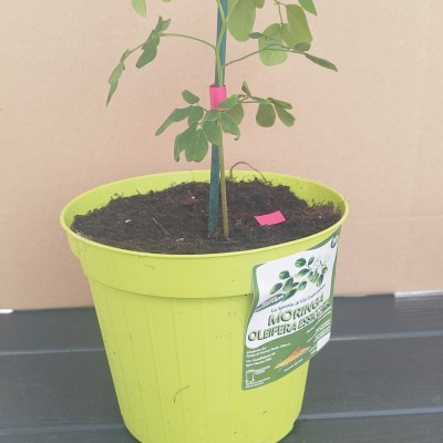 Piantina di moringa, vaso...