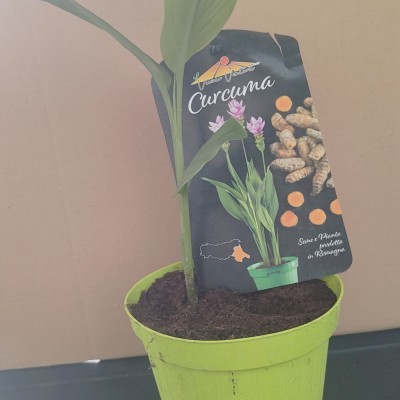 Piantina di curcuma, pianta...