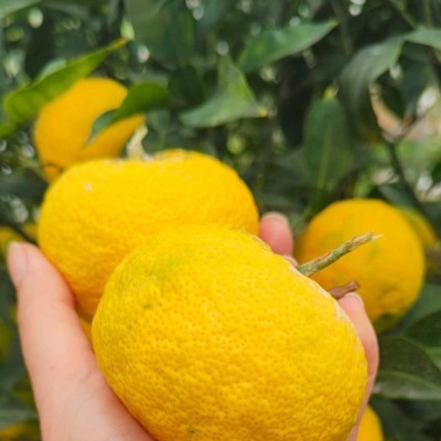 Pianta di Yuzu – Agrume...