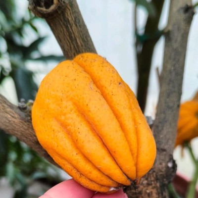 Pianta di Cedro Mano di...