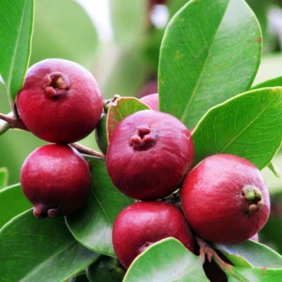 Pianta di Guava –...