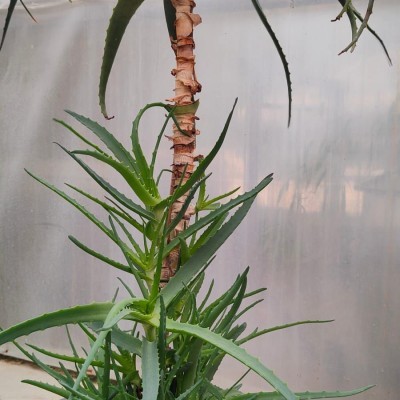 Pianta di Aloe Arborescens...