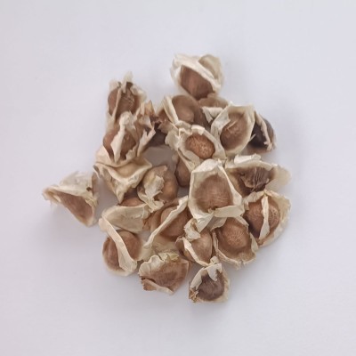 Semi di Moringa Oleifera...