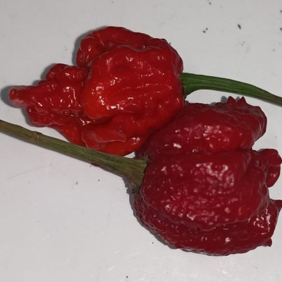 Semi di Peperoncino...