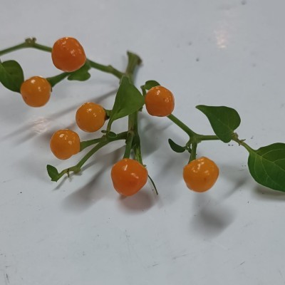 Semi di Peperoncino Aji...