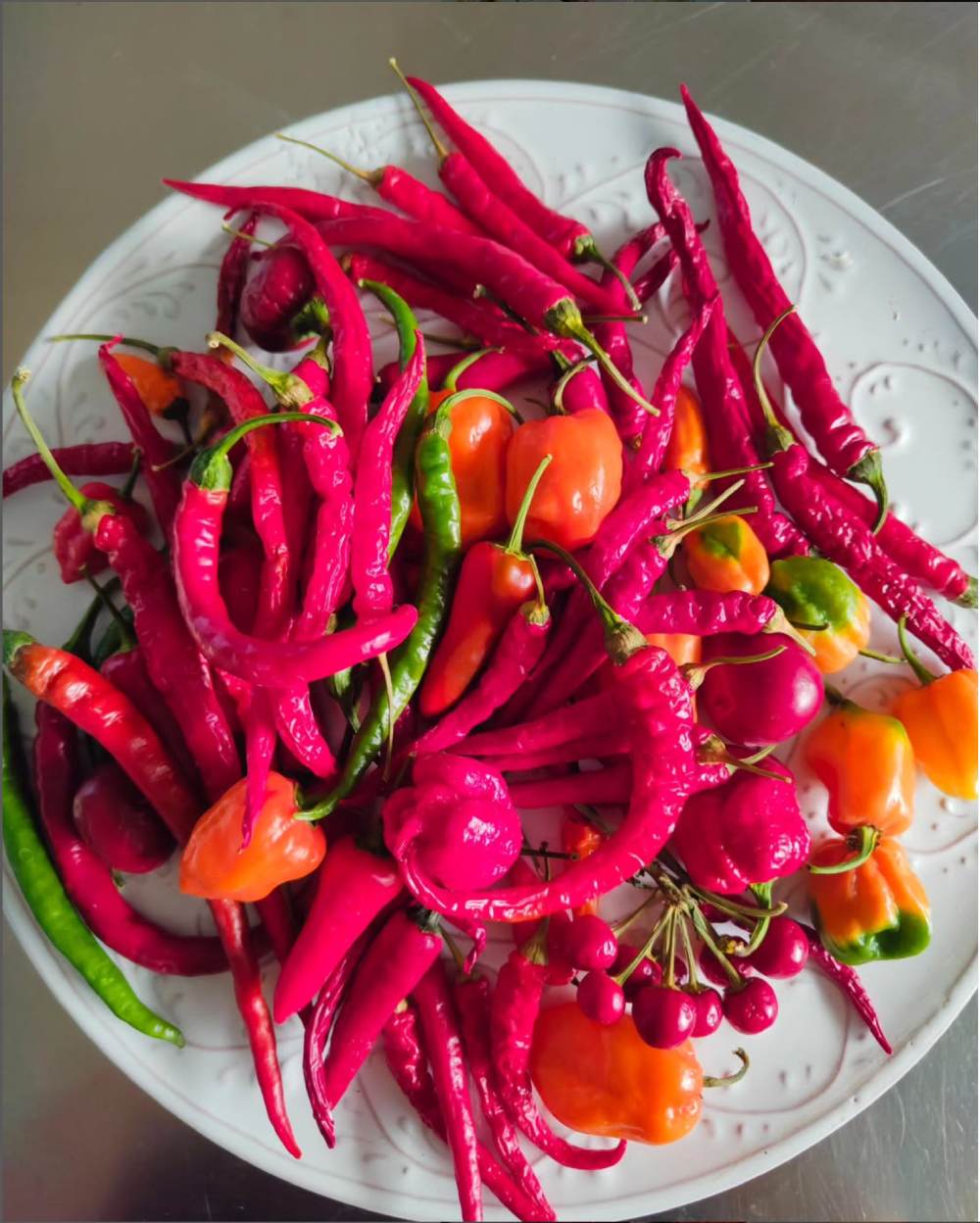 Dettaglio piante di zenzero e curcuma in coltivazione