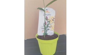 Come coltivare lo zenzero in vaso o in giardino