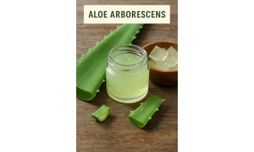 Aloe Arborescens: benefici e usi naturali per corpo e pelle