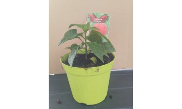 Come coltivare il peperoncino: guida completa per vaso e giardino