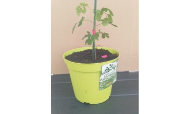 Coltivare la Moringa Oleifera: guida pratica per vaso e giardino